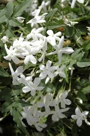 Pin On Dans Mon Jardin Dessu Mon Karo