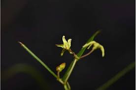 Image result for Vincetoxicum