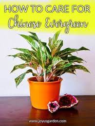 Chinese Evergreen Care And Growing Tips Joy Us Garden Easy Care Houseplants Chinese Evergreen Chinese Evergreen Plant