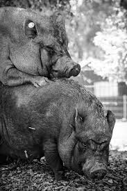 Miniature pigs have been around since the 1940's. Miniature Pig Wikipedia