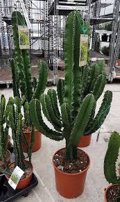 Image result for Euphorbia ingens