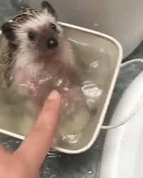 He looks relaxed!oh hey, watch our new video of of cat getting massaged with an electric massager! Hedgehog Bath Time Album On Imgur
