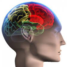 Image result for Brain Contusion