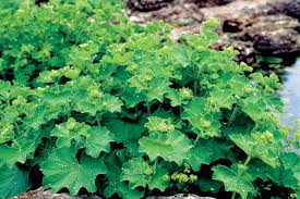 Image result for Alchemilla ellenbeckii