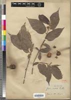 Image result for Grewia glandulosa
