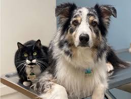 From routine health checks to surgery and even pet boarding, we want your pets to be happy and healthy! Kansas City Dog Exam Kansas City Cat Exam