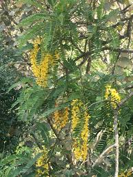 Image result for Vangueria ferruginea