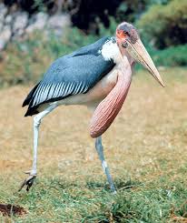 Image result for Stipularia africana