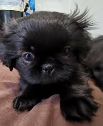 Find shih tzus for sale on oodle classifieds. Karashishi Shih Tzu For Sale Online Shopping