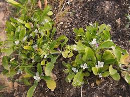 Image result for Neuracanthus