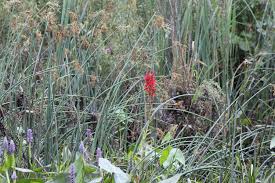 Image result for Lobelia chireensis