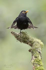 Black Bird With Bright Yellow Belly Black Bird Ballet A Common Black Bird Is Making A Lot Of Fuss Because A Northern Goshawk Has Been Seen He Is Warning H With Images Black Bird Birds Little
