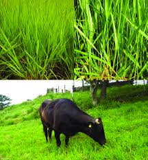 Image result for Urochloa bovonei