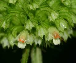 Image result for Leucas deflexa