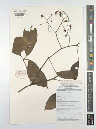 Image result for Illigera