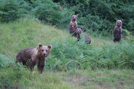 Triglav is the highest mountain peak, not only in slovenia but also in the whole balkan region. Nature And Wildlife In Slovenia 3 Days Kimkim