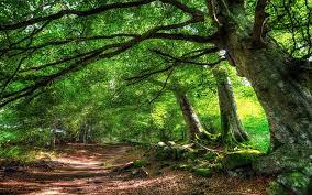 Download hd wallpapers for free on unsplash. Forest Background Desktop 1080p 2k 4k 5k Hd Wallpapers Free Download Wallpaper Flare