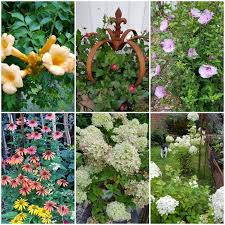 Pflanzenvielfalt Immer Insektenfreundlich In 2020 Pflanzen Garten Insekten