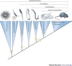 Image result for Phyla