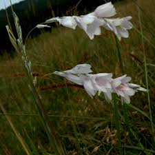 Image result for Dierama formosum