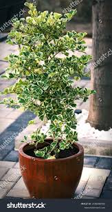 Image result for Ficus triangularis
