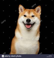 As with all dog breeds, especially spitz breeds, it is important that you establish the alpha leader role based on love and respect, not fear. Black Shiba Inu Dog Smile Stockfotos Und Bilder Kaufen Alamy