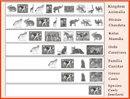 Taksonomi kucing written by unknown on sabtu, 15 desember 2012 | 21.13. Sistem Klasifikasi Buatan Oleh Carolus Linnaeus