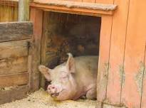 Pigs and Potatoes