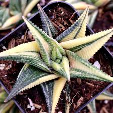 Image result for Haworthia limifolia