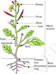 Plant Parts And Their Functions Pmf Ias