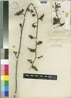 Image result for Anthonotha