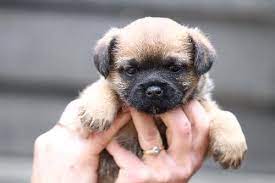 Border Terrier Puppies Both 0 8 Weeks Grizzle Border Terrier Puppies Border Terrier Puppy Pitbull Terrier Border Terrier