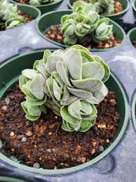 Image result for Crassula perfoliata