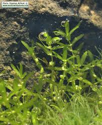 Image result for Callitriche