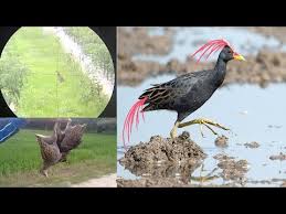 Berburu Burung Ayam Ayaman Disawah Dengan Senapan Pcp Mouser Youtube