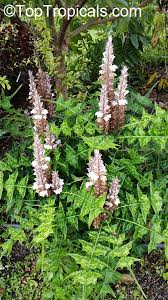 Image result for Acanthus montanus