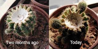 In such cases simply using a pair of tweezers will not be effective in cactus needle. Update My Cactus Was Growing Skinny So You Guys Suggested To Cut It And Give It More Light And It S Doing Pretty Good Now Thank You For Your Advice Plantclinic