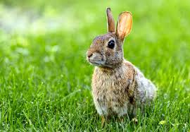 Check spelling or type a new query. How To Get Rid Of Rabbits Bob Vila