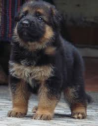 How Old Am I Looking Far Away Around Gsd German Shepherd Dogs Gsd Puppies German Shepard Puppies