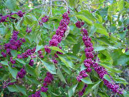 Japanese Beautyberry Flowering Shrubs Plants Shrubs
