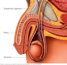 If you need help figuring out how to swallow a pill, you're not alone: Penis Enlargement Products Do They Work Mayo Clinic