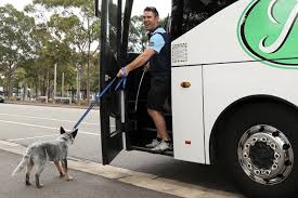Nsw, say hello to bruce bruce healer the blue heeler is the official mascot for the brydens lawyers nsw blues. State Of Origin 2020 Inside Nsw Coach Brad Fittler S Mad Genius