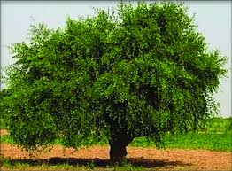Image result for Salvadora persica
