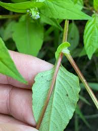 Image result for Persicaria nepalensis