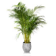 By replicating natural habitats, we have managed to decorate our homes and offices with gorgeous greenery, but when it comes to indoor palm trees there are three species that do particularly well inside that don't cost a bundle. Xl Areca Palm Large Houseplants Online Delivery Uk
