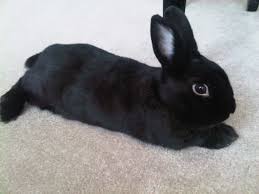 If you are looking for the best rabbit breed around dogs, you need to realize that rabbits are also individuals. 10 Best Pet Rabbit Breeds For Children Pethelpful By Fellow Animal Lovers And Experts