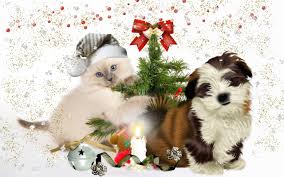Kittens and puppies love to play with each other. Christmas Dog And Kitten Wallpapers Wallpaper Cave