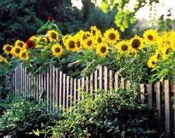 13 Attractive Ways To Create Privacy In Your Yard In 2021 Sunflower Garden Sunflowers And Daisies Growing Sunflowers