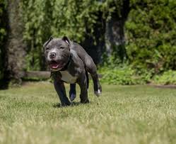 Old family red nose (ofrn) bloodlines consist of flametree, dangerzone, hemphill, wilder, sarona, sitzes, pritts, camelot. What To Know About Blue Nose Pitbull Puppies Ins And Outs