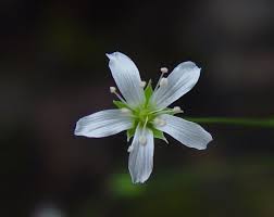 Image result for Mostuea microphylla